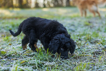 Fototapeta premium puppy black and gold Hovie dog hovawart sniffs the ground in the grass