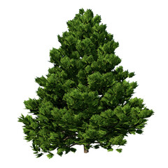 Front view of Plant (Chamaecyparis obtusa Dwarf Hinoki Cypress - 1) Tree png 