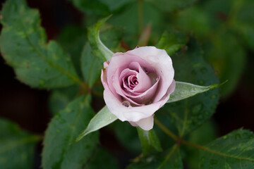 Fresh blossom purple pastel rose on tree green leaf blur background Plant vintage violet rose flower bloom aroma garden gift feelings passion love celebrating valentine day or wedding on select focus.