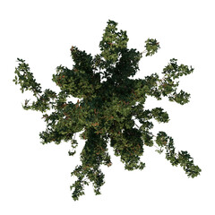 Top view of Plant (Paperbark Maple Reduced- 1) Tree png