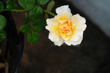 Blossom romance yellow roses drops water on green leaf natural background. Refreshment colorful floral blooming orange roses romantic celebrate wedding or valentine bright growth spring select focus.