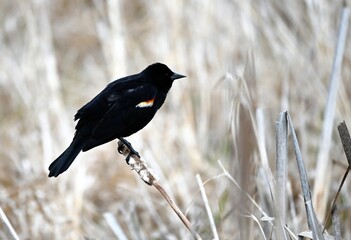 Red-Winged Black Bird