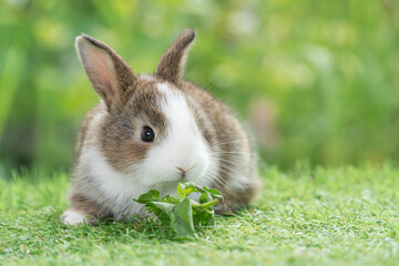 Adorable baby rabbit bunny eating vegetable sitting on green grass spring time over bokeh nature background. Cuddly furry white brown rabbit eat fresh vegetable at outdoor. Easter animal concept.