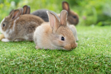 Cuddly furry rabbit bunny brown with family sitting and playful together on green grass over natural background. Group of family baby bunny spring time on lawn. Easter newborn bunny family pet concept