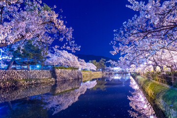 久松公園の夜桜 鳥取県 久松公園