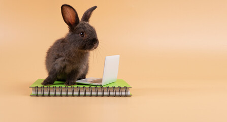 Obraz premium Adorable furry baby rabbit black bunny looking at something with laptop on book while standing over isolated pastel background. Newborn bunny study information online with small pc. Animal education.