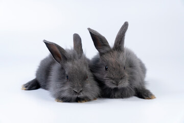 Two lovely baby rabbits bunny sitting together over isolated white background. Furry small black rabbits ears bunny sitting playful relax together on white background. Easter bunnies family concept.