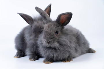 Two lovely baby rabbits bunny sitting together over isolated white background. Furry small black rabbits ears bunny sitting playful relax together on white background. Easter bunnies family concept.
