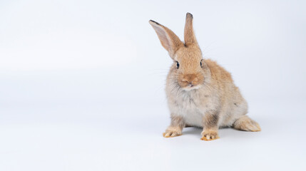 Adorable newborn baby rabbit bunnies brown looking at something sitting over isolated white background. Puppy lovely furry brown bunny ears rabbit playful with copy space. Easter bunny animal concept.