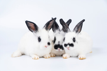 Adorable furry baby bunny rabbits sitting and lying together playful over isolated white background. Three lovely cuddle family rabbits sitting playful together on white. Easter animal family concept.