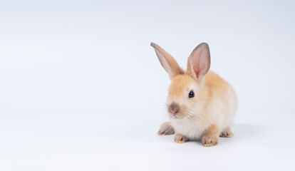 Adorable newborn baby rabbit bunnies brown looking at something sitting over isolated white background. Puppy lovely furry brown bunny ears rabbit playful with copy space. Easter bunny animal concept.