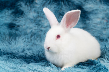 Lovely healthy baby rabbit ear bunny sitting playful on blue background. Little tiny furry white infant bunny bright eyes rabbit watching something on carpet blue background. Easter animal pet.