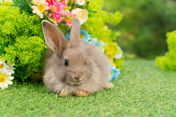 Lovely rabbit ears bunny sitting playful on green grass with flowers over spring time nature...