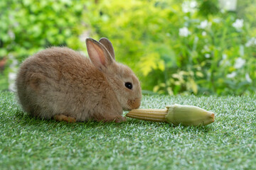 Adorable rabbit furry bunny hungry eating organic fresh baby corn sitting on green grass over bokeh nature background. Healthy baby rabbit brown bunny eating baby corn on meadow. Easter animal pet.
