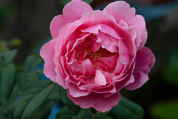 Soeur Emmanuelle blossom pink rose flower sweetheart water drops on green leaf background. Freshness romance blooming pink rose bright on spring summer nature. Roses love Valentine day select focus.