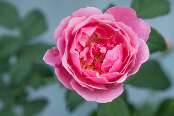 Soeur Emmanuelle blossom pink rose flower sweetheart water drops on green leaf background. Freshness romance blooming pink rose bright on spring summer nature background. Roses love Valentine day.