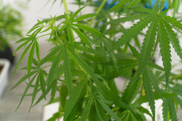 Cannabis leaf marijuana green tree herbal natural background. Leaves fresh leaf plant ganja herbal...