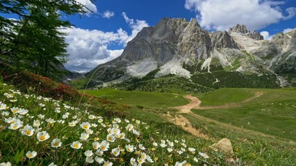 Dolomites, Italy. Alpine landscape with flowers, green meadow and mountains. Falzarego Pass in summer. Camera moving through alpine meadow with flowers in Dolomites, Italy. 4K UHD