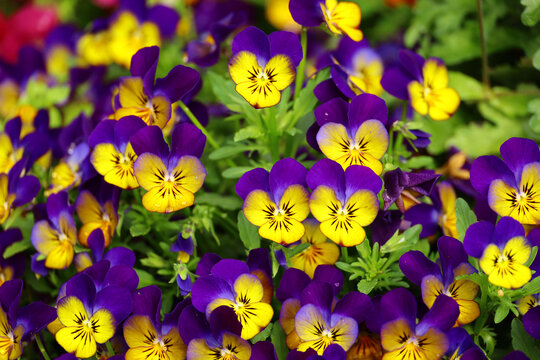 Yellow and violet pansy flowers blooming on the roadside in winter