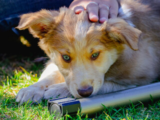 A Golden-Honey coloured Border Collie Puppy