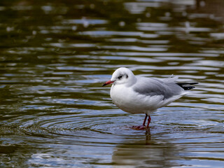 A Juvenile Black-Headed Gull