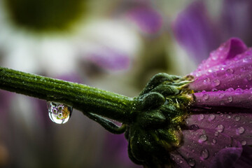 flower with drop