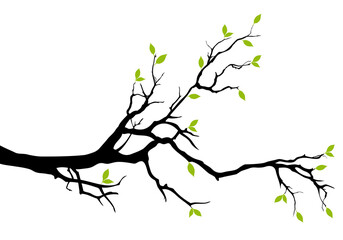 Tree branch with green leaves, spring tree, illustration over a transparent background, PNG image