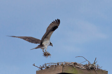 osprey with sticks