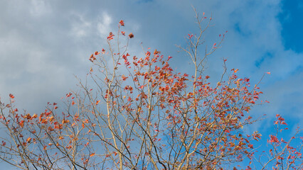 Hojas rojas en ramas desnudas de arboles en otoño