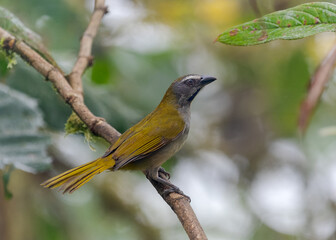 Fototapeta premium Buff-throated Saltator, passeriformes