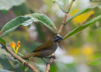 Buff-throated Saltator, 
