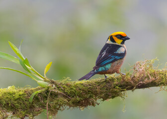 Flame-faced Tanager, passeriformes

