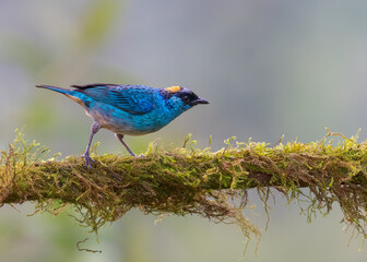 Golden-naped Tanager, Passeriformes
