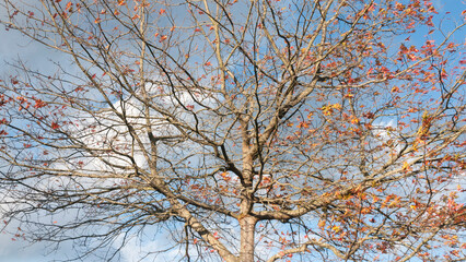 Hojas rojas en ramas desnudas de arboles en otoño