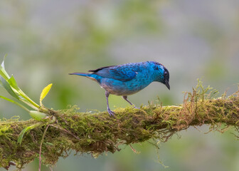 Golden-naped Tanager, Passeriformes

