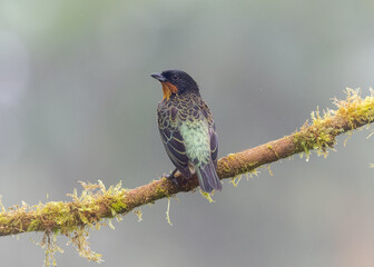 Rufous-throated Tanager , passeriformes

