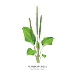 Plantain Large (Plantago major) with leaves and inflorescences - a valuable medicinal plant isolated on white background close-up. Realistic vector drawing with  the plant name in English and Latin. © steadb