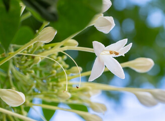 Millingtonia hortensis or cork tree indian cork fragrant flowers bloom in white bouquets at the end of branches.  It is a large tropical tree.