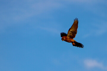 Obraz premium One kestrel hovering over its prey in some bushes below on blue sky background 