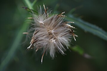 Thistle after flower and fluff. Asreraceae perennial entomophilous flower. Blooms from April to October.