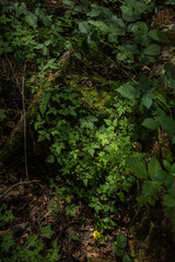 Fototapeta premium Green leaves of Geranium robertianum, Roberts geranium, a common species of cranesbill, in Washington State