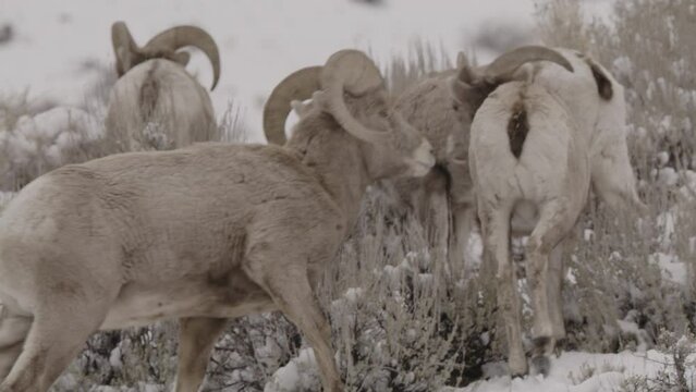 Tracking shot of bighorn sheep walking on hill in snow / Cedar Hills, Utah, United States