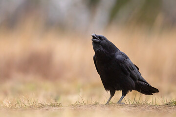 Fototapeta premium Kruk (Corvus corax)