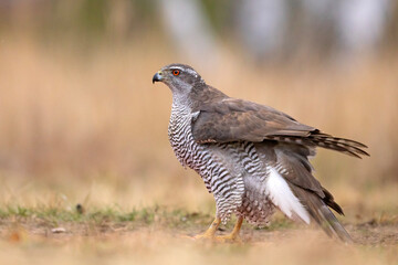 Jastrząb (Accipiter gentilis)