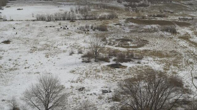 Aerial view approaching distant cattle in field in snow / Lehi, Utah, United States