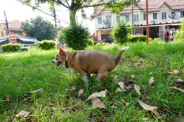 Brown-mixed dog pooping at huge field during lovely sunset