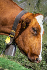 Alpine cows in Engadine valley, Swiss Alps, Switzerland