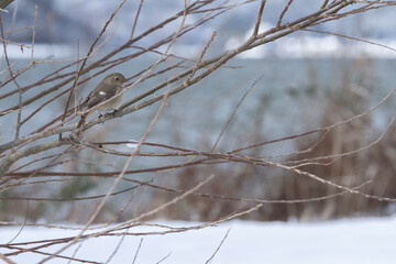 雪景色とジョウビタキ