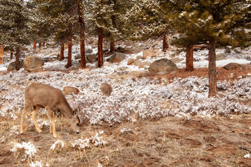 Winter in Rocky Mountain National Park, Colorado - Mule Deer Eating Grass