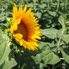 The Helianthus sunflower is a genus of plants in the Asteraceae family. Annual sunflower and tuberous sunflower. Agricultural field. Blooming bud with yellow petals. Furry leaves One big flower.